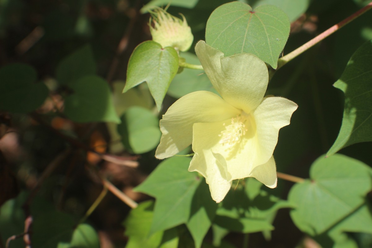 Gossypium hirsutum L.